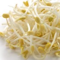 Bean Sprouts KG